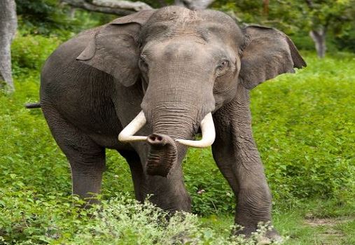 जंगली हाथी(फाइल फोटो)