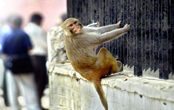 बंदर का आतंक(फाइल फोटो)