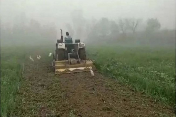 किसानों की खड़ी फसल पर चला बुलडोजर