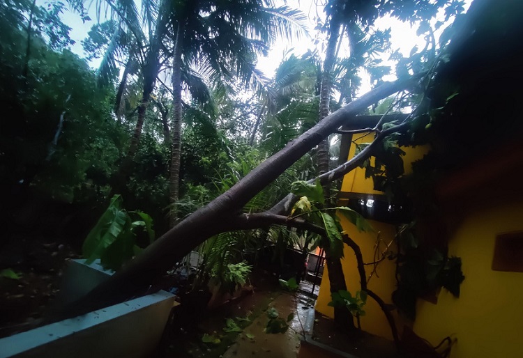 चक्रवात के बाद गोवा में तेज तूफान और बारिश से कई पेड़ धराशाई