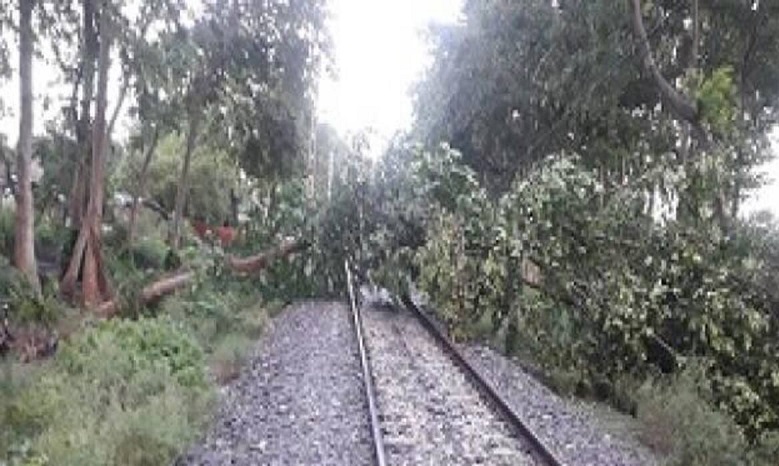 पेड़ टूटने से कुछ देर बाधित रहा ट्रेनों का संचालन