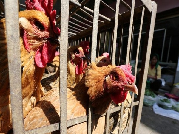 महाराष्ट्र में फैला Bird Flu का खौफ