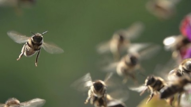 मतदान केंद्र पर मधुमक्खियों का हमला (फाइल फोटो)