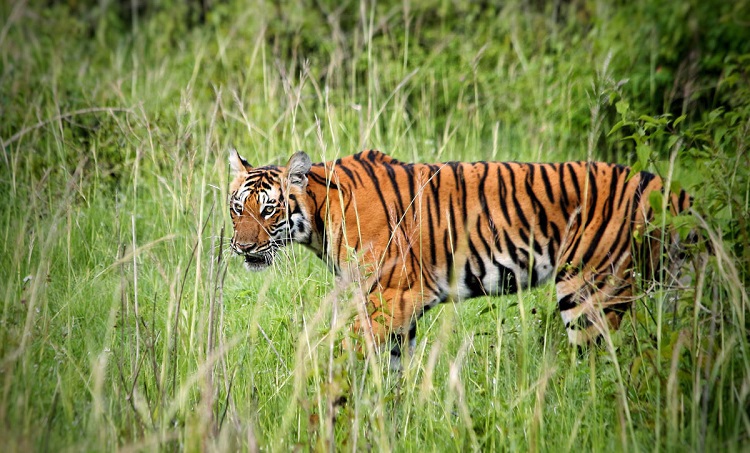 राजस्थान में बनेगा सरिस्का बाघ अभ्यारण्य (फाइल फोटो)