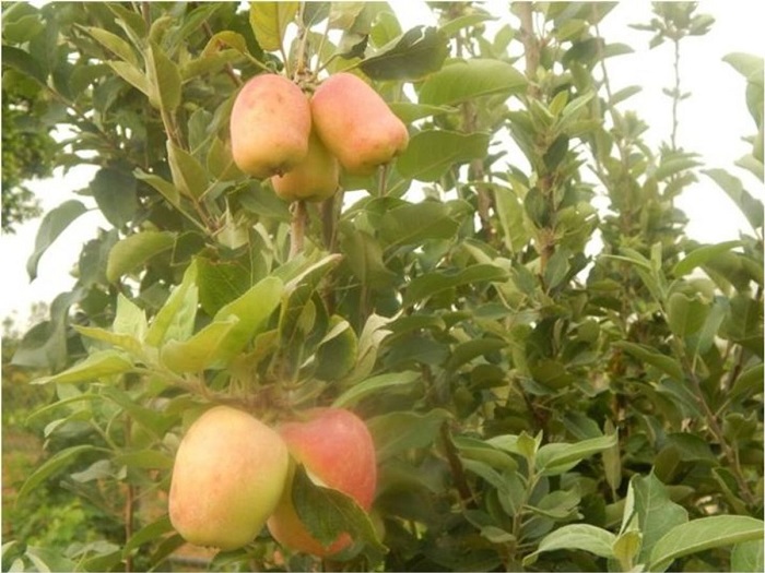 पंडरापाठ में होने लगी सेब की खेती
