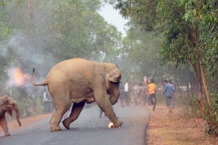 हाथी के हमले से महावत की मौत (फाइल फोटो)