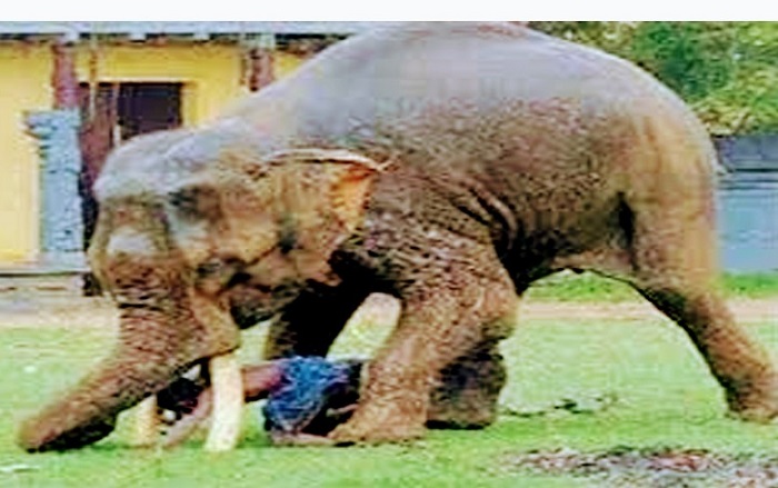 हाथी के  हमले से एक की मौत (फाइल फोटो)