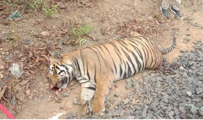 तीन साल में 329 बाघों की मौत