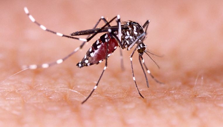 यूपी में डेंगू  के 7 हजार से अधिक मामले (फाइल फोटो)
