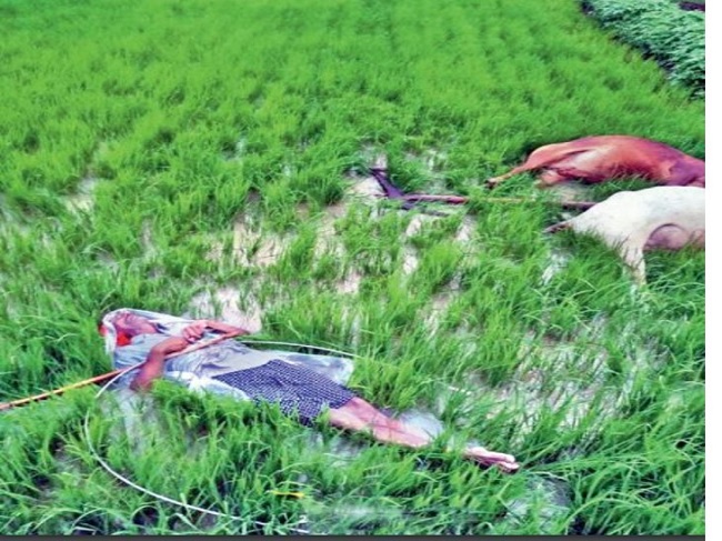 खेत में बिजली का तार गिरने से दो बच्चों की माैत
