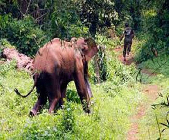हाथी के हमले में ग्रामीण की मौत
