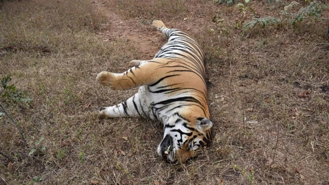 करंट लगने से बाघ की मौत