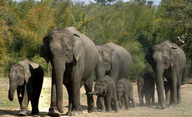 जंगली हाथियों के रौंदने से युवक की मौत (फाइल फोटो)