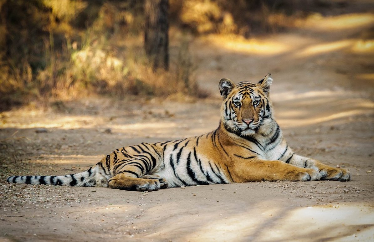 महाराष्ट्र पेंच बाघ अभयारण्य