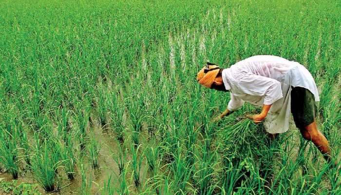 राजस्थान सरकार ने किसानों के लिये की बड़ी घोषणा