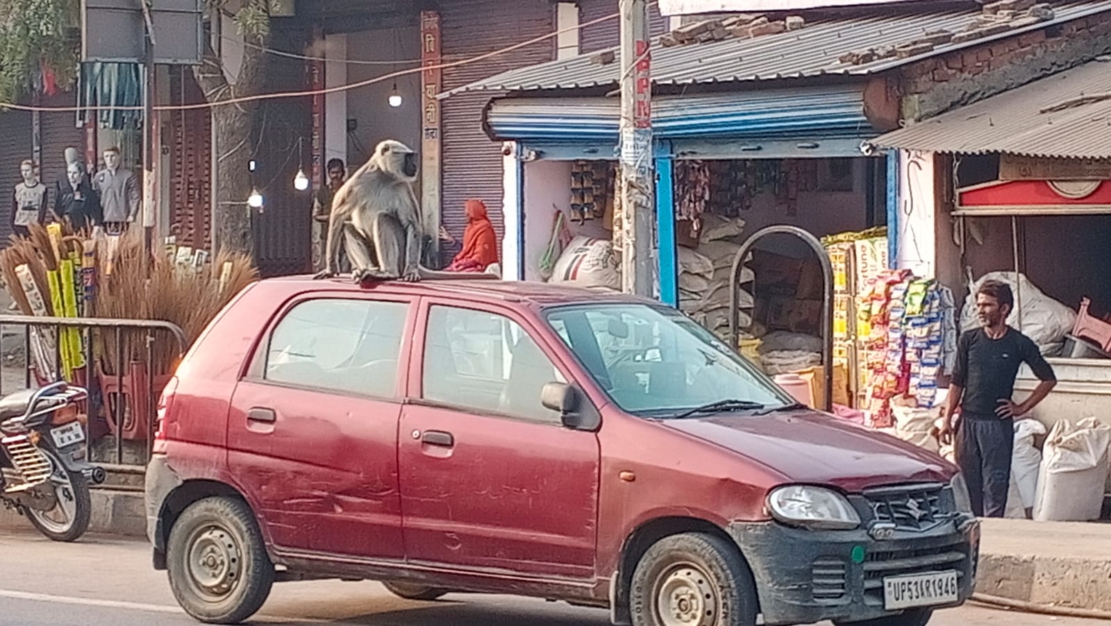 नगर में बंदरों का आतंक