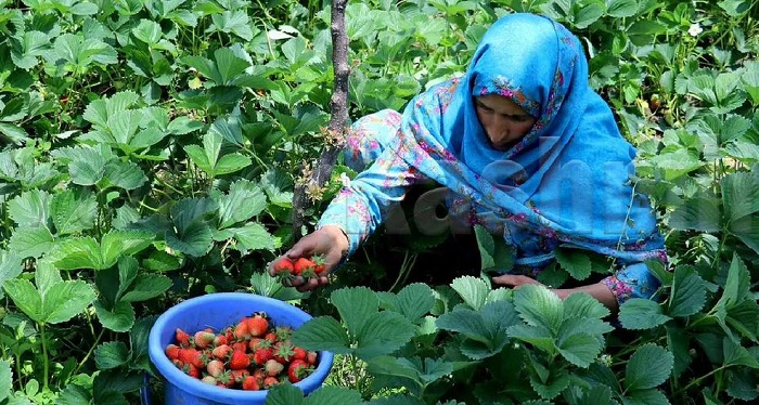 कश्मीर में जैविक खेती