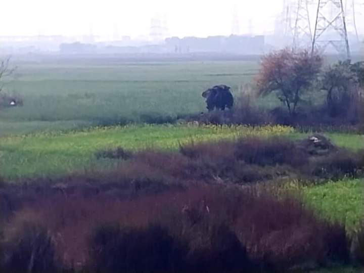 गोरखपुर में पागल हाथी ने मचाया तांडव