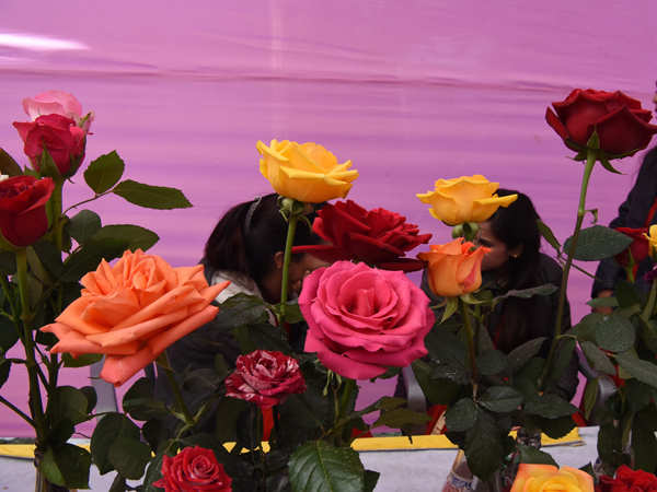 500 से अधिक किस्म के गुलाबों की प्रदर्शनी