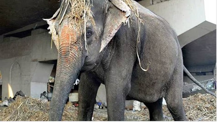 हाथी ने 12 दिनों में 16 लोगों को मार डाला