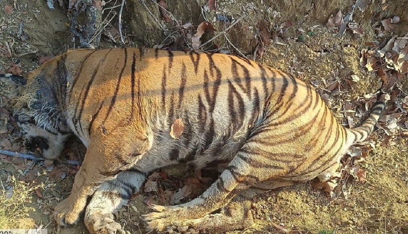 घायल बाघ की मौत