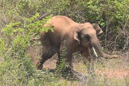 जंगली हाथियों के हमले में दो ग्रामीणों की मौत