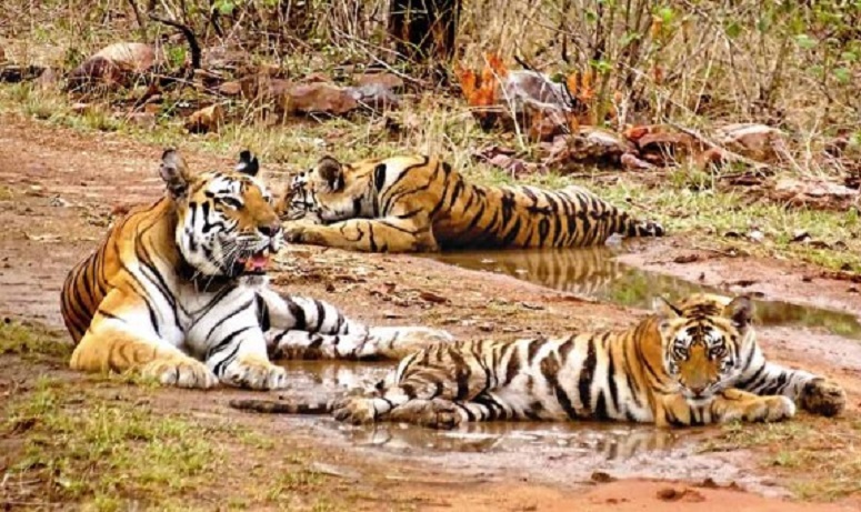 बाघों की मौत पर सरकार से सवाल
