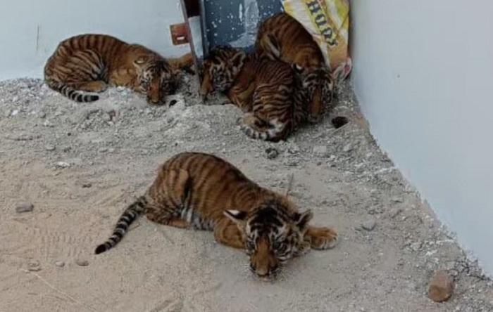 घर में मिले चार बाघ शावक