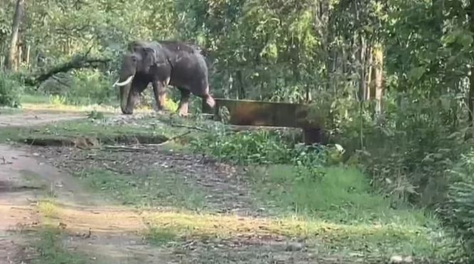 जंगली हाथी के हमले में एक व्यक्ति की मौत