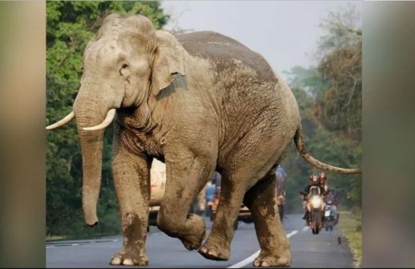 हाथी के हमले में दो लोगों की मौत (फाइल)