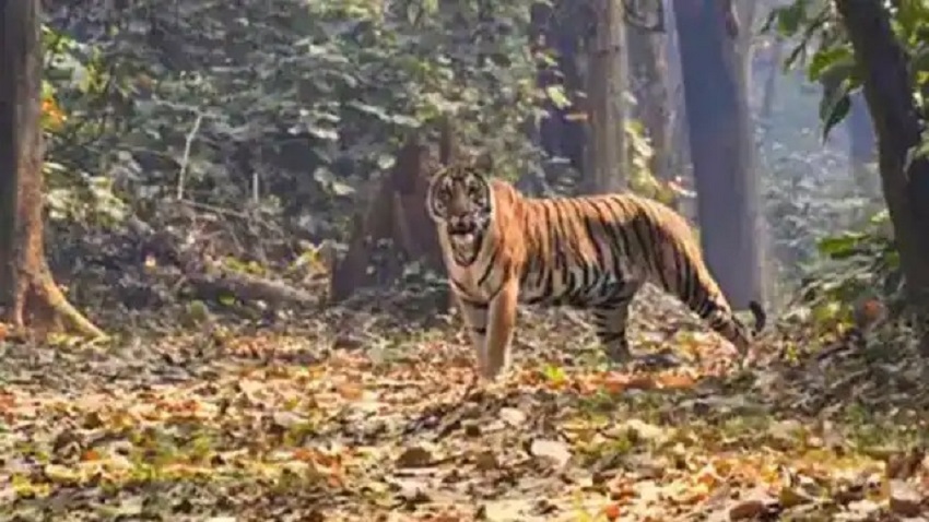 बाघ के हमले से युवक की मौत