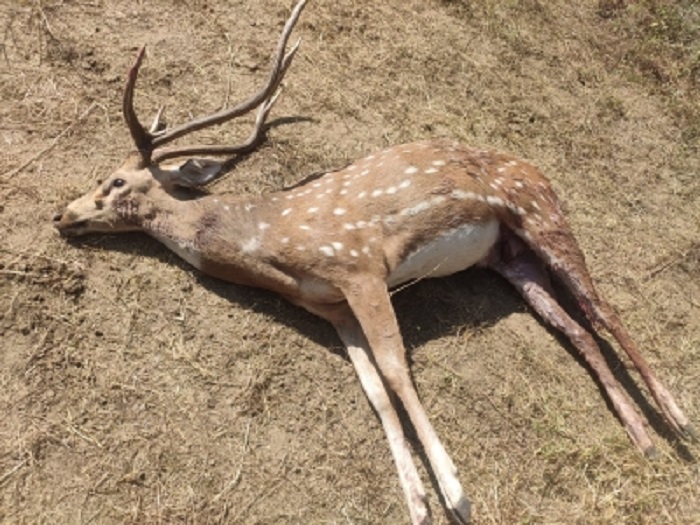 पश्चिम बंगाल के झाड़ग्राम में आवारा कुत्तों के हमले में हिरण की मौत