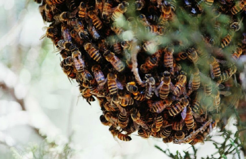 मधुमक्खियों के झुंड ने किया हमला