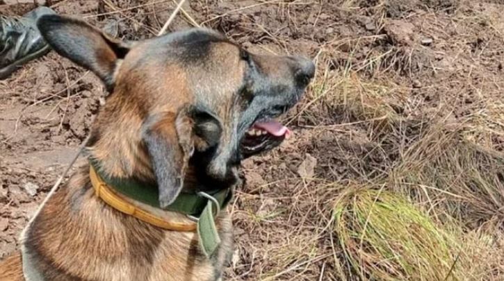 सेना के कुत्ते ने खोजी बारूदी सुरंग
