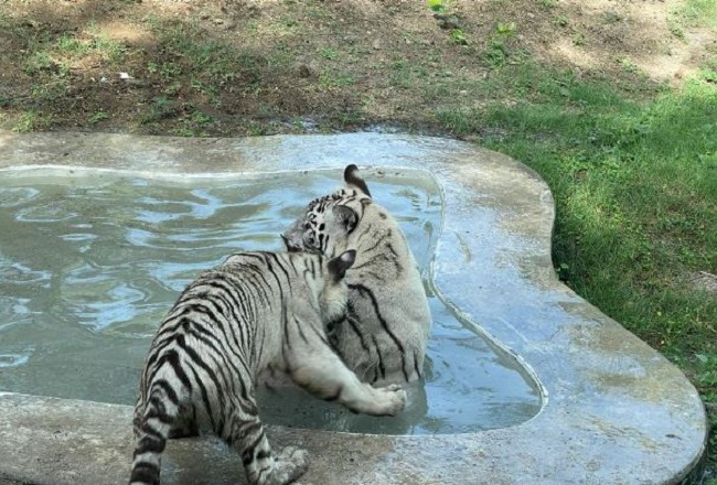 दिल्ली चिड़ियाघर के बाड़े में सफेद बाघ के दो शावकों को छोड़ा