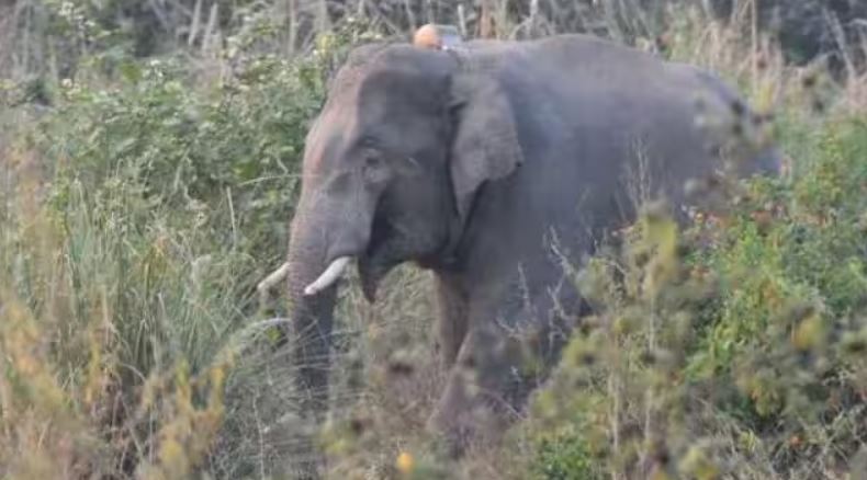 हाथी ने एक व्यक्ति को कुचलकर मारा (फ़ाइल)