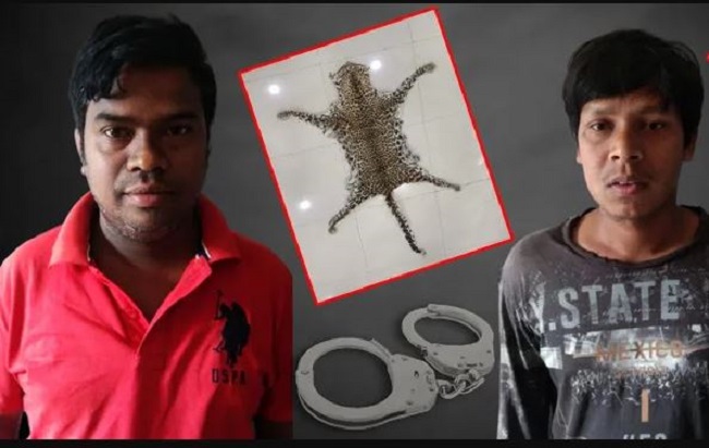 ओडिशा के कंधमाल में तेंदुए की खाल जब्त, दो गिरफ्तार
