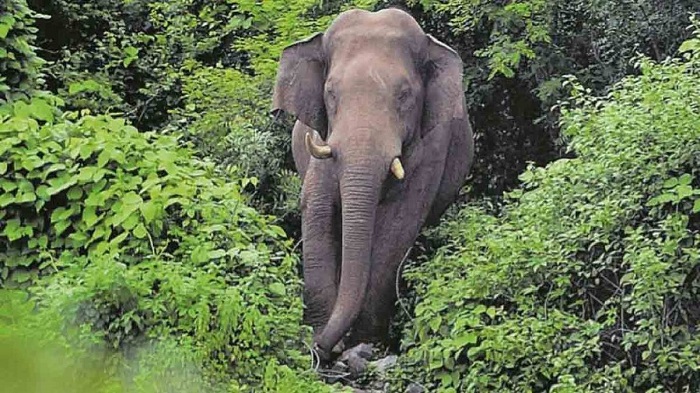 केरल वन विभाग ने चावल खाने वाले हाथी को पकड़ने की कवायद शुरू की