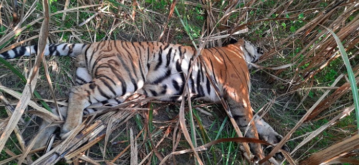 बांधवगढ़ रिजर्व में बाघ का शावक मृत मिला