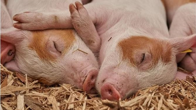 एएसएफ के कारण 117 सूअरों की मौत
