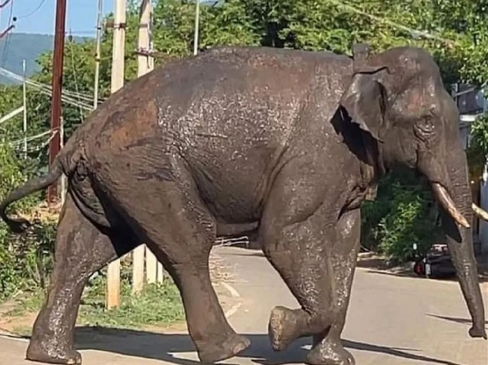 हिंसक हाथी ‘अरिकोम्बन’ के हमले में घायल हुए व्यक्ति ने दम तोड़ा