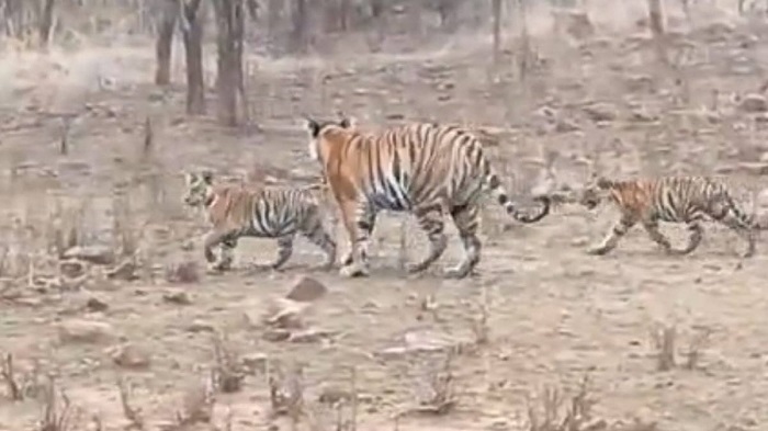 बाघ अभयारण्य में दो बाघ शावकों का जन्म