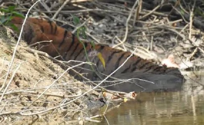 घायल हालत में मिले 15 वर्षीय बाघ ने दम तोड़ा