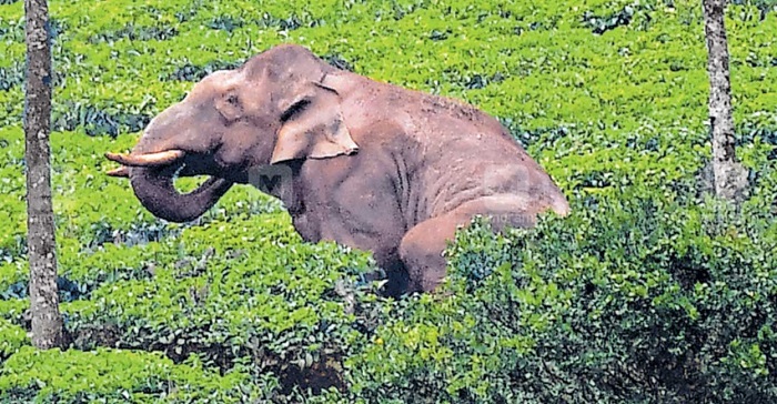 जंगली हाथी अरिकोम्बन का पता चला