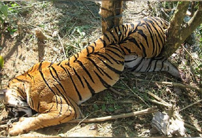 कान्हा बाघ अभयारण्य में बाघिन की मौत