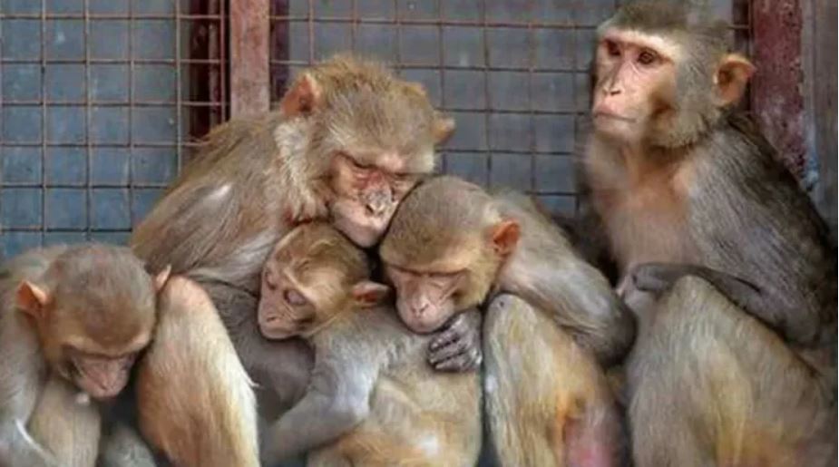 बंदरों को जहर देकर मारने के आरोप में नौ गिरफ्तार (फाइल)