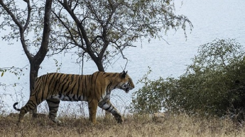 महू वन क्षेत्र में बाघ की दहशत