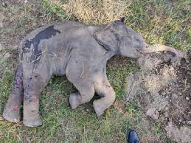 झुंड से अलग हुए हाथी के बच्चे की मौत