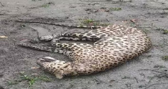 सोहगी बरवा वन्यजीव अभयारण्य में मृत पाया गया तेंदुआ