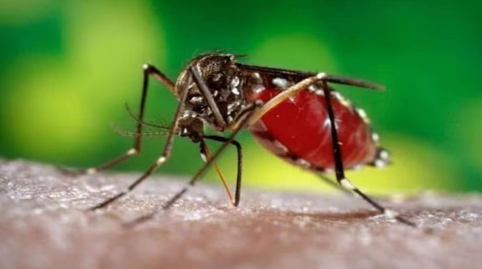 दिल्ली में डेंगू के 136 मामले सामने आए